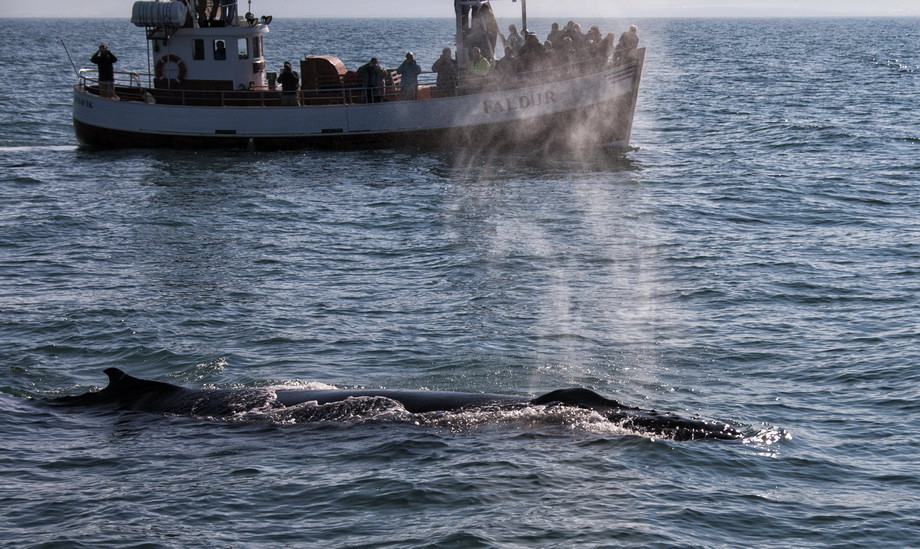 Whalewatching - Sven Michalczak